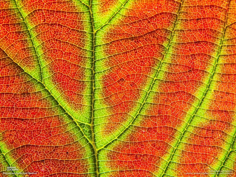 Close-up of a leaf's veins