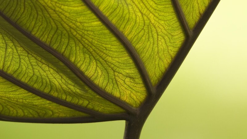 close-up of a leaf's veins