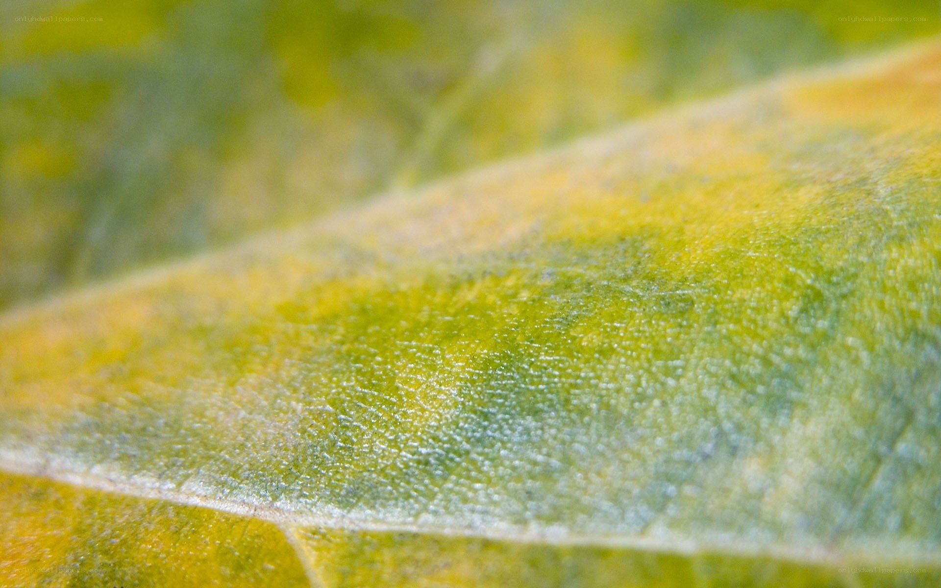 Close-up of a leaf surface