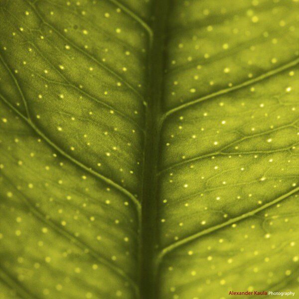 Close-up of a leaf surface