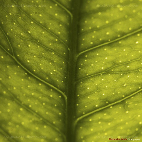 Close-up of a leaf surface