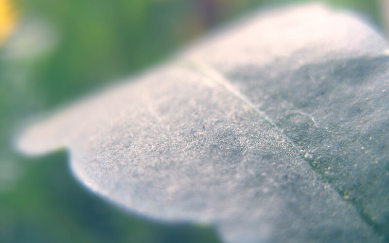 close-up of a leaf surface
