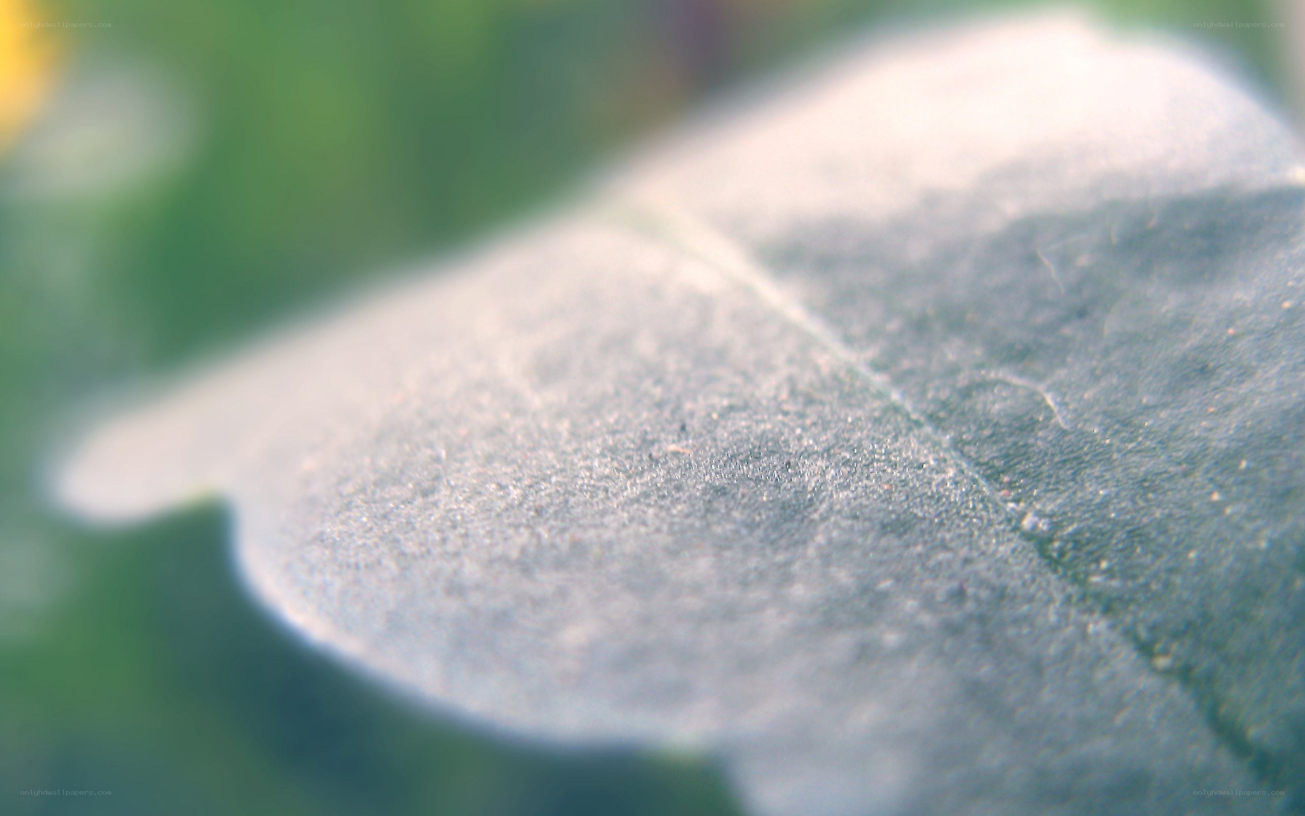 close-up of a leaf surface