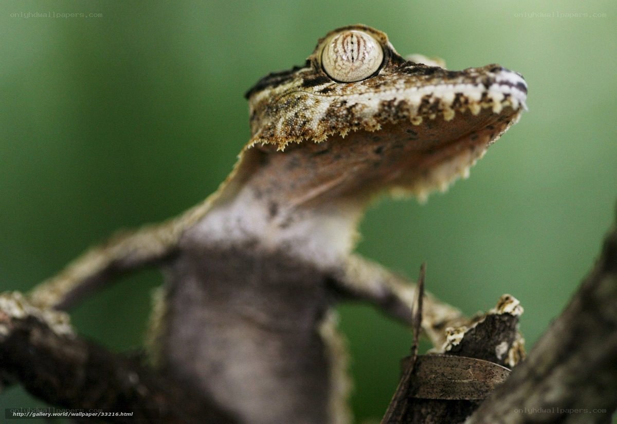 close-up of a leaf-tailed gecko