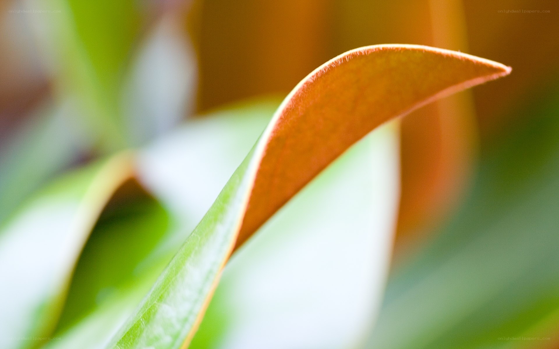 Close-up of a leaf tip