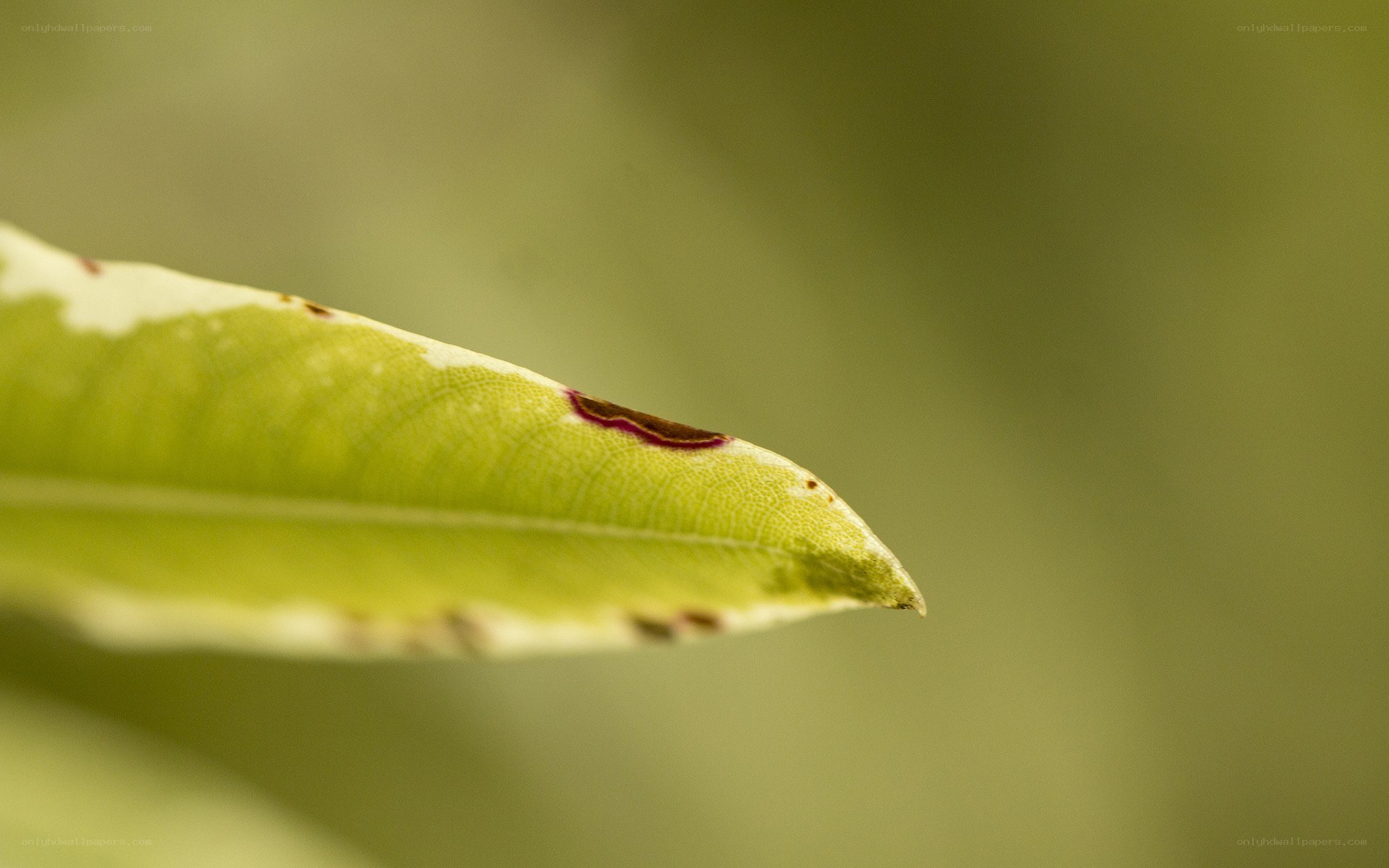 close-up of a leaf tip