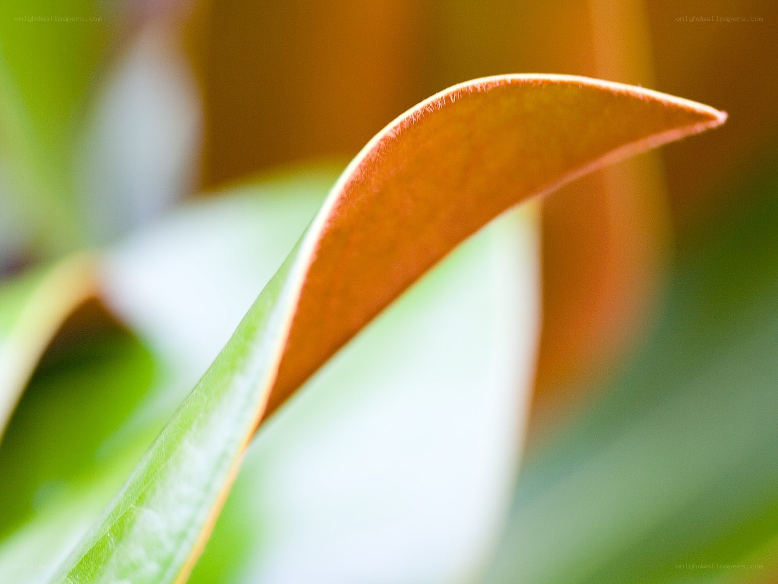 Close-up of a leaf tip
