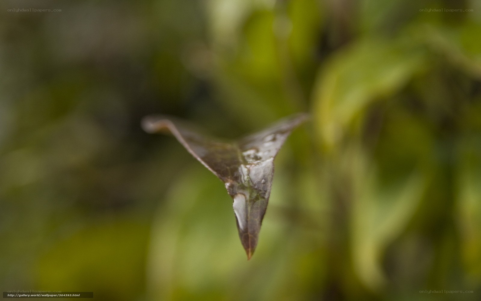 Close-up of a leaf tip