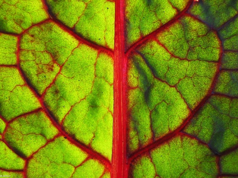 Close-up of a leaf vein