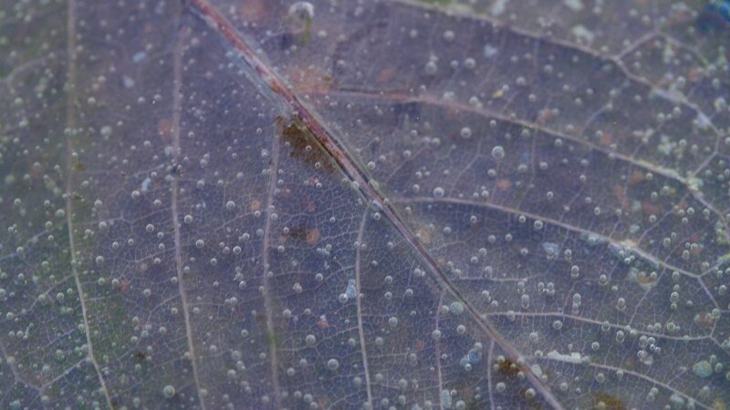 Close-up of a leaf with bubbles