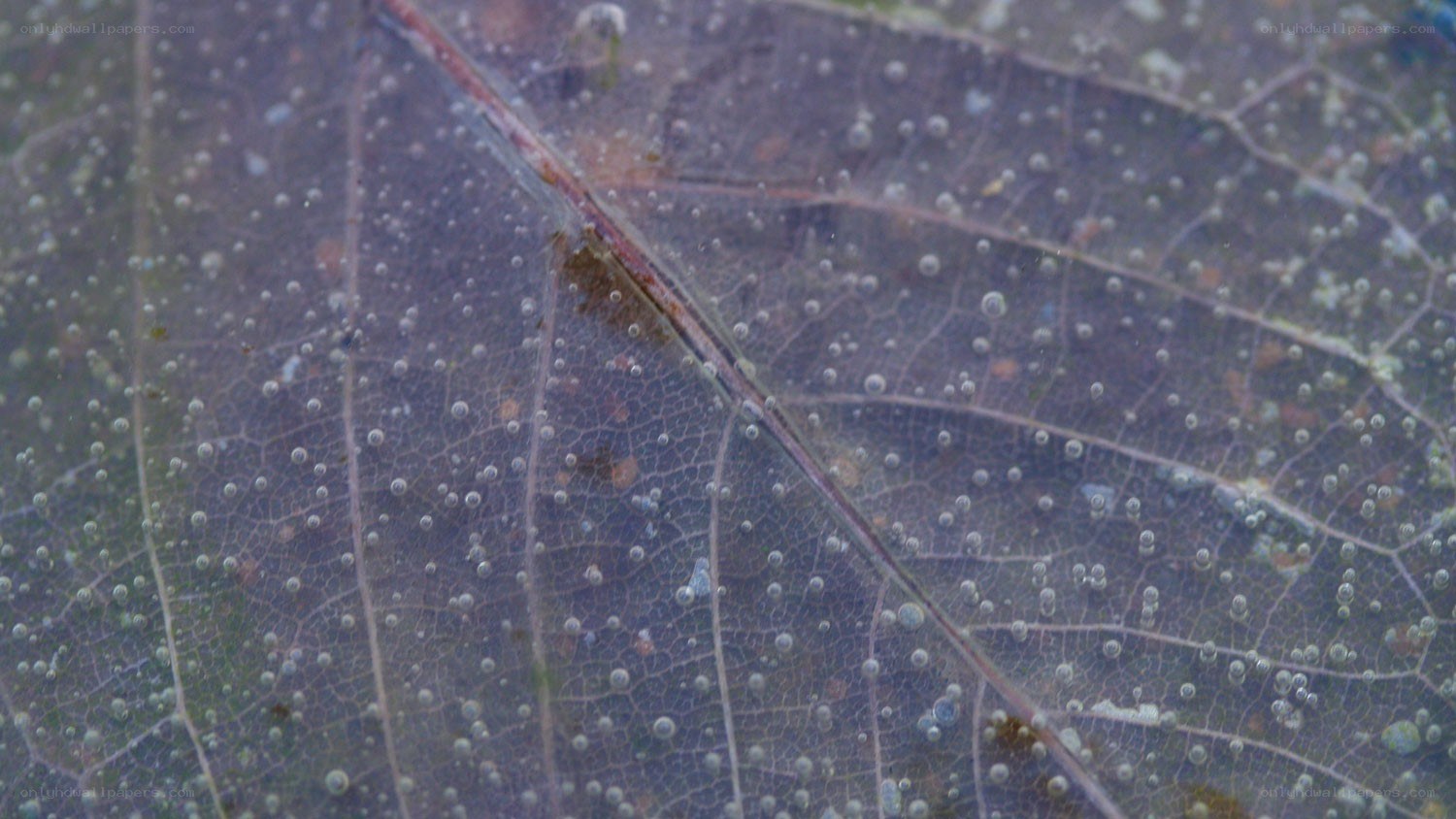 Close-up of a leaf with bubbles