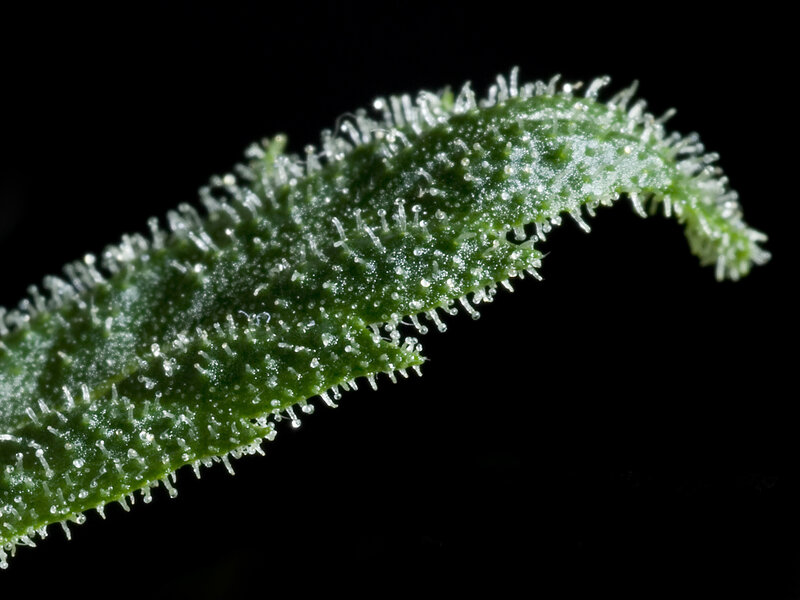 Close-up of a leaf with dew