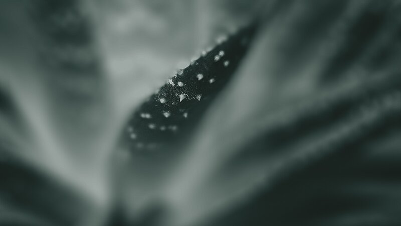 close-up of a leaf with dew