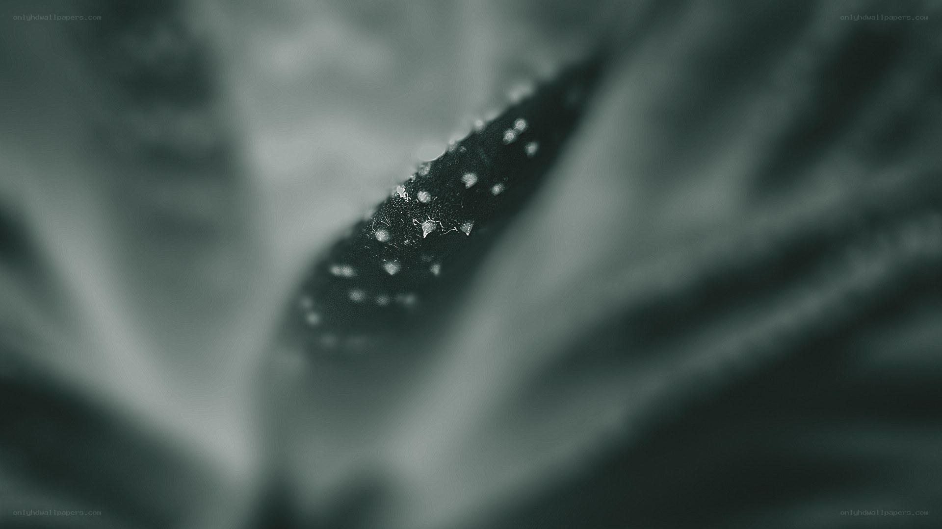 close-up of a leaf with dew