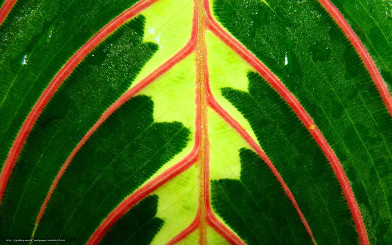 Close-up of a leaf with red veins