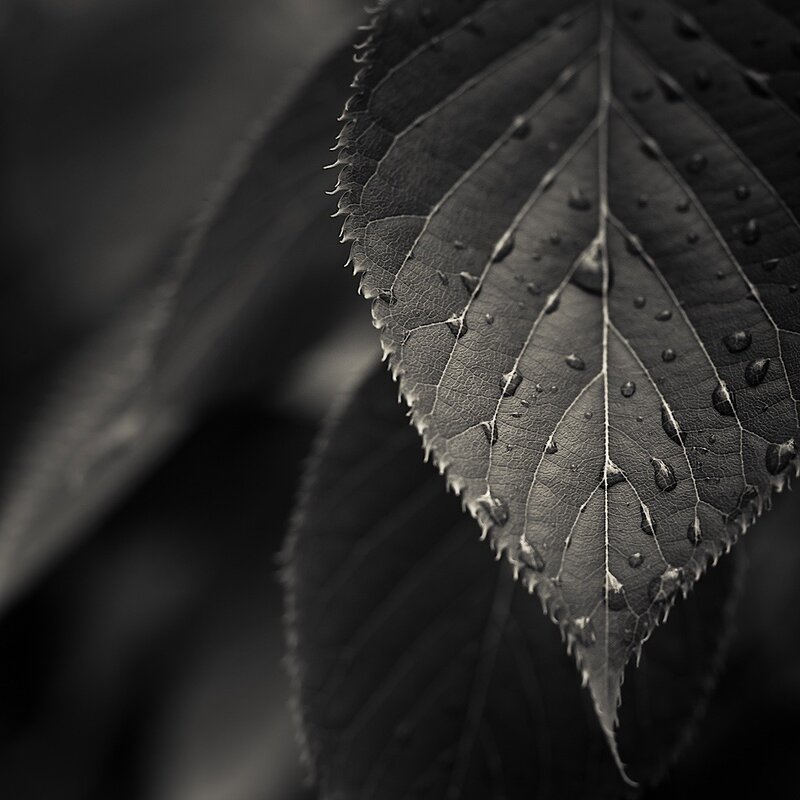 Close-up of a leaf with water droplets