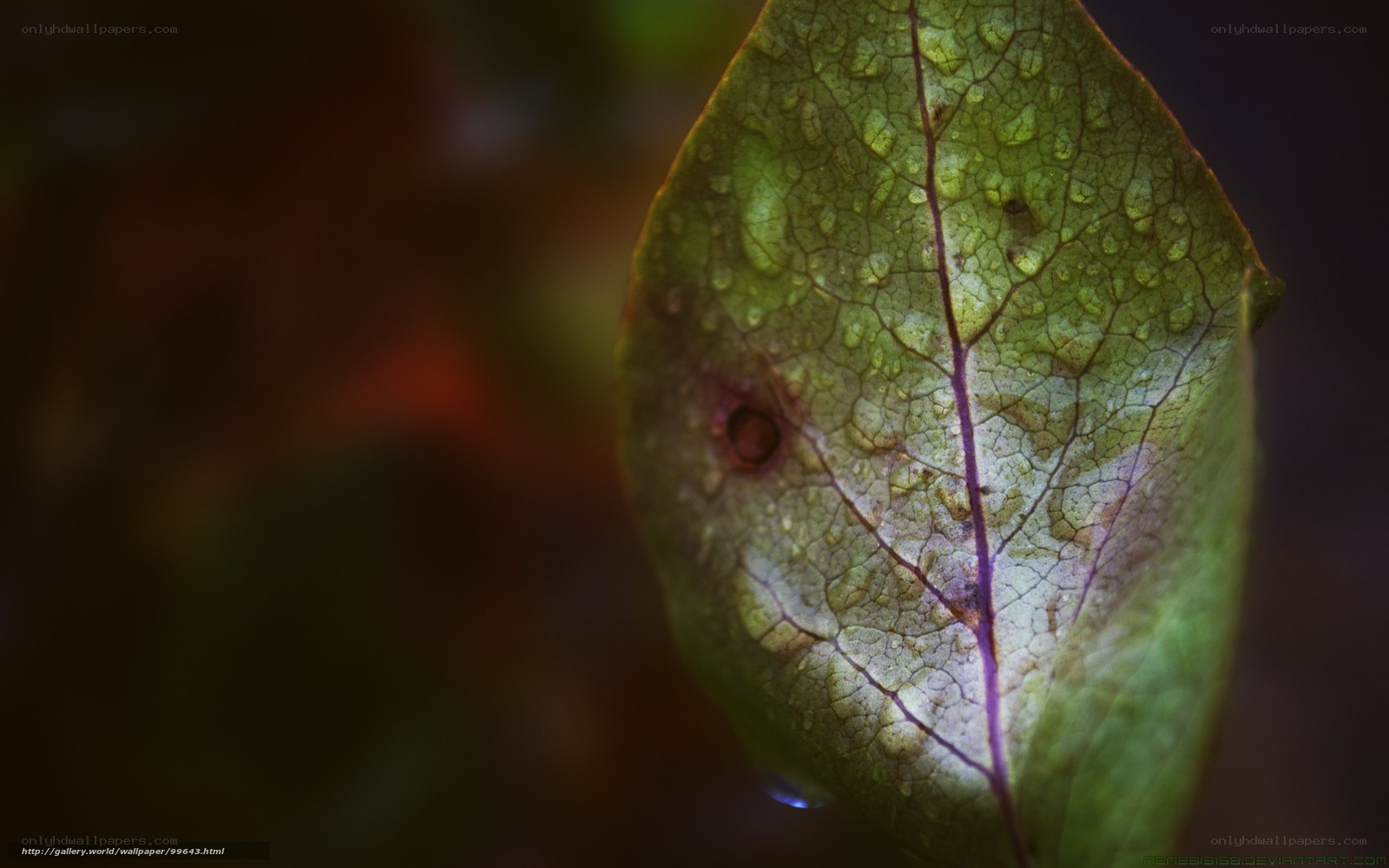 Close-up of a leaf with water droplets