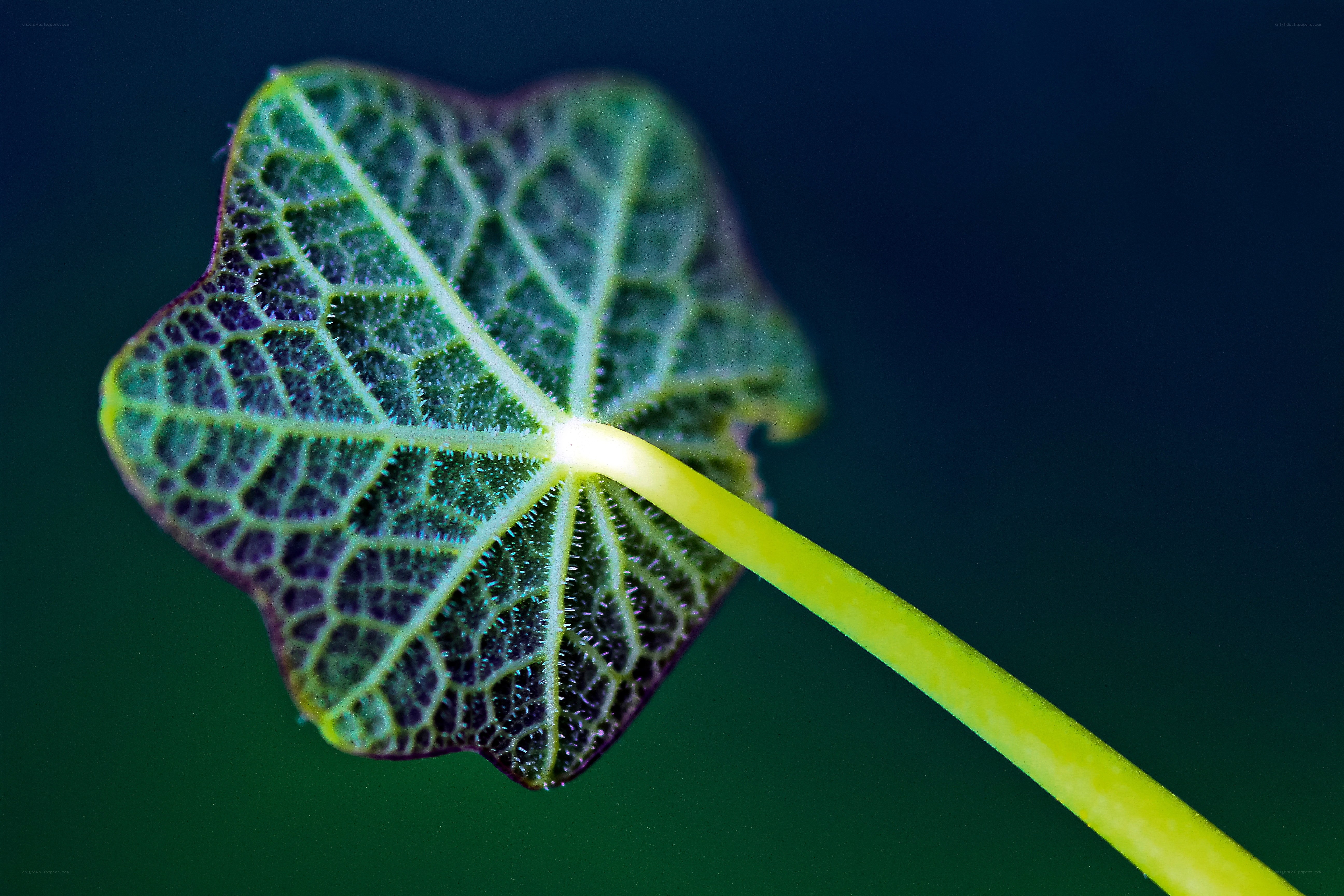 Close-up of a leaf