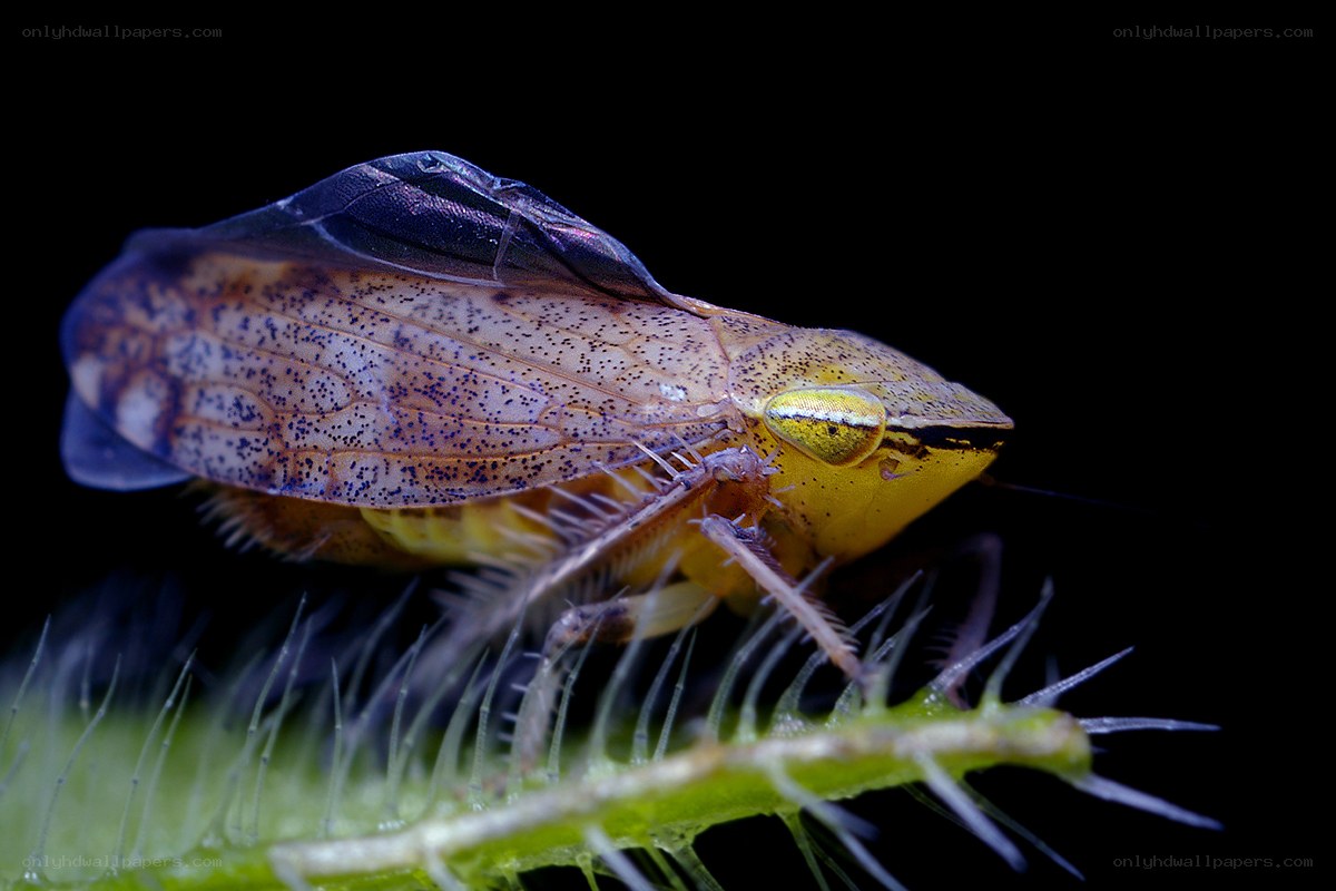 close-up of a leafhopper