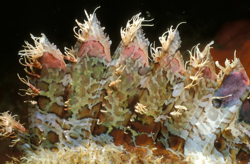 Close-up of a leafy seadragon