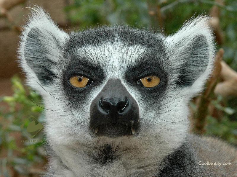Close-up of a lemur's face