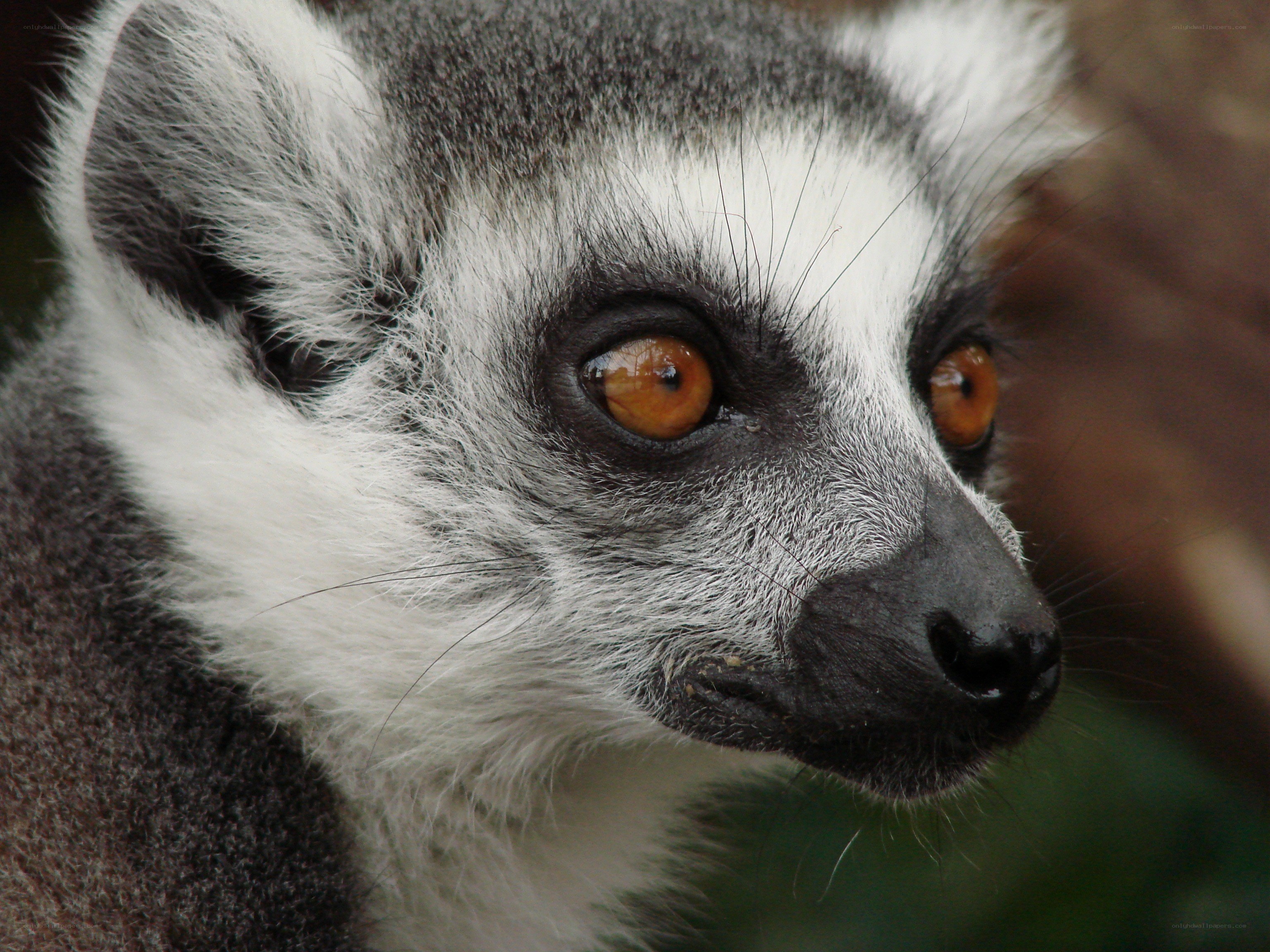 close-up of a lemur's face