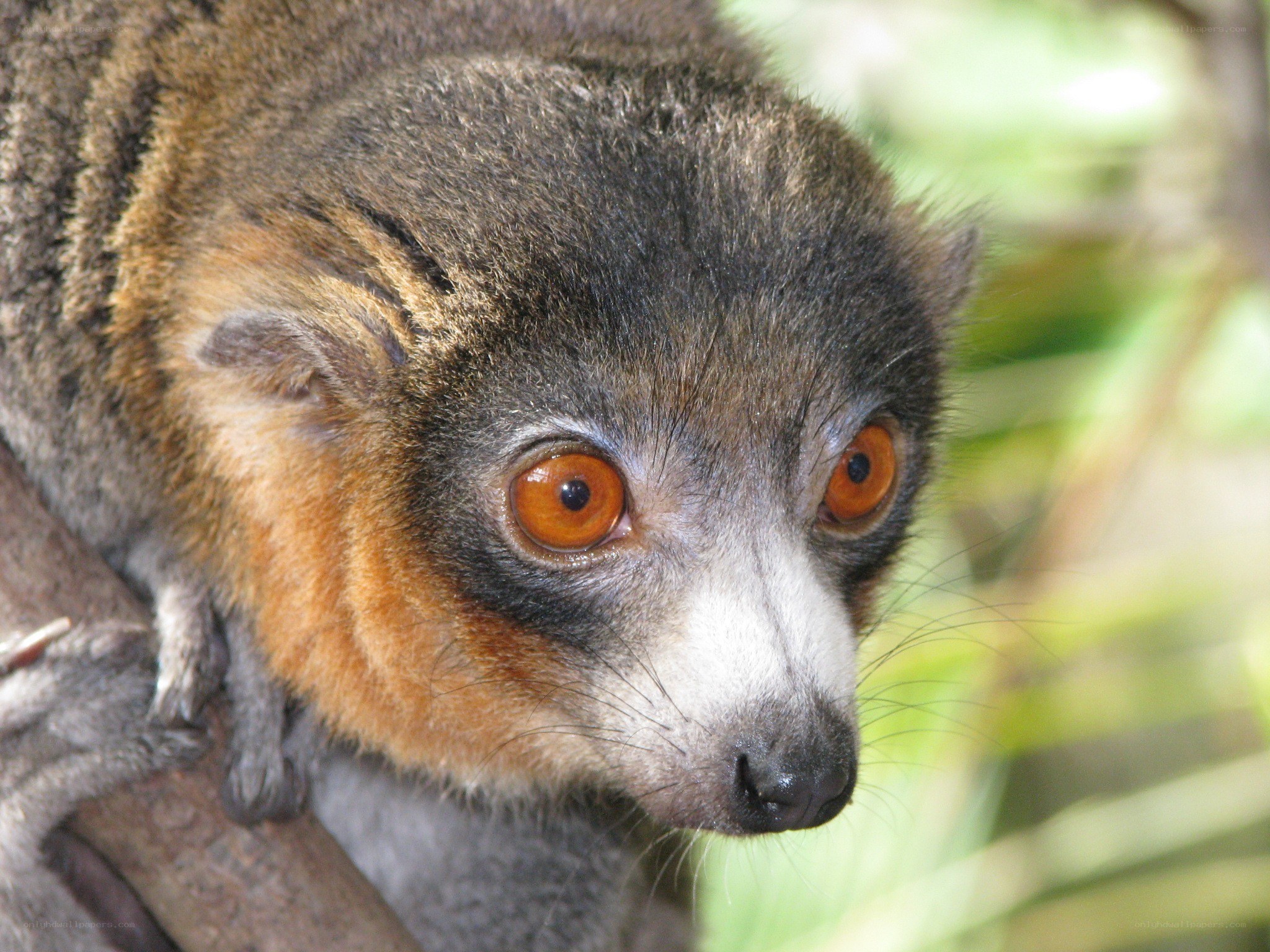Close-up of a lemur