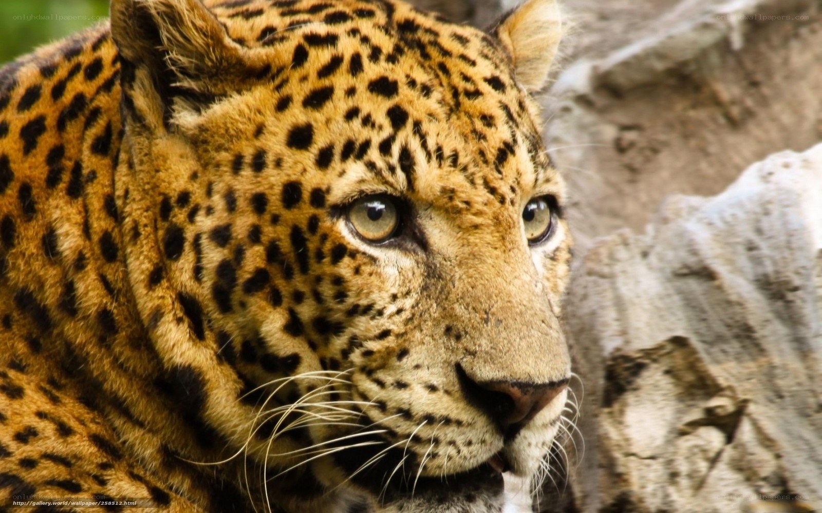 Close-up of a leopard