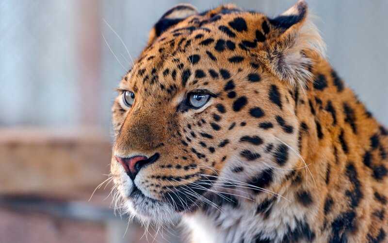 close-up of a leopard
