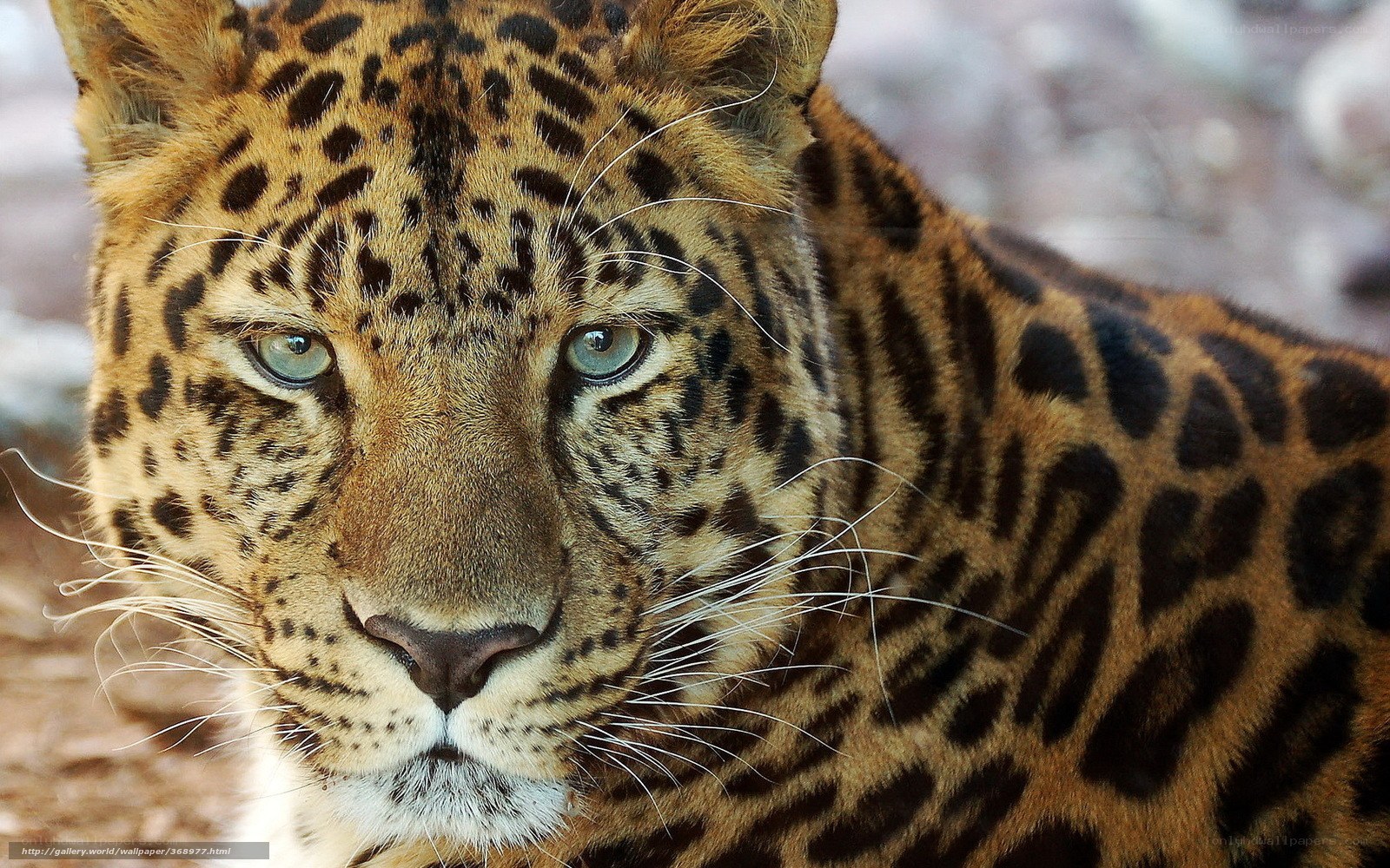 Close-up of a leopard