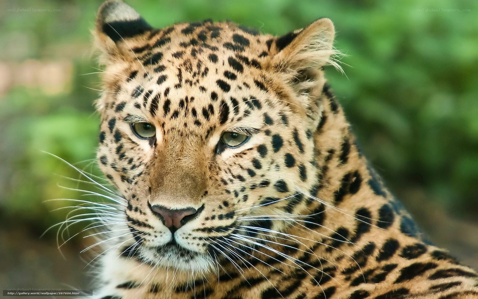 Close-up of a leopard