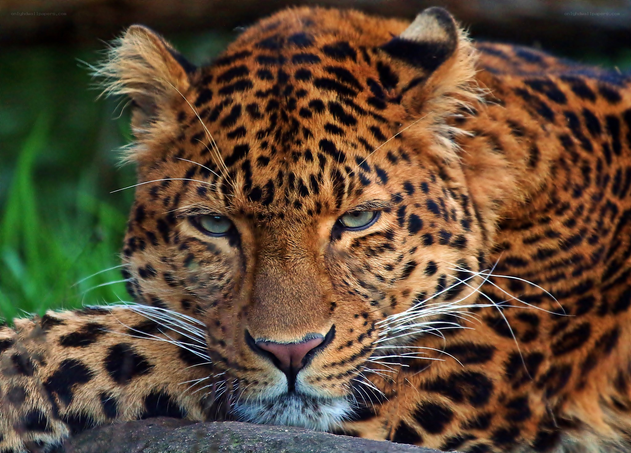 Close-up of a leopard