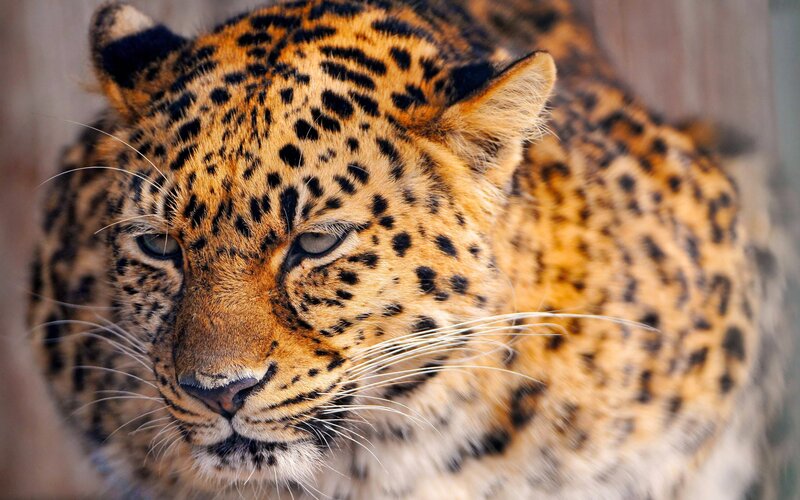 close-up of a leopard