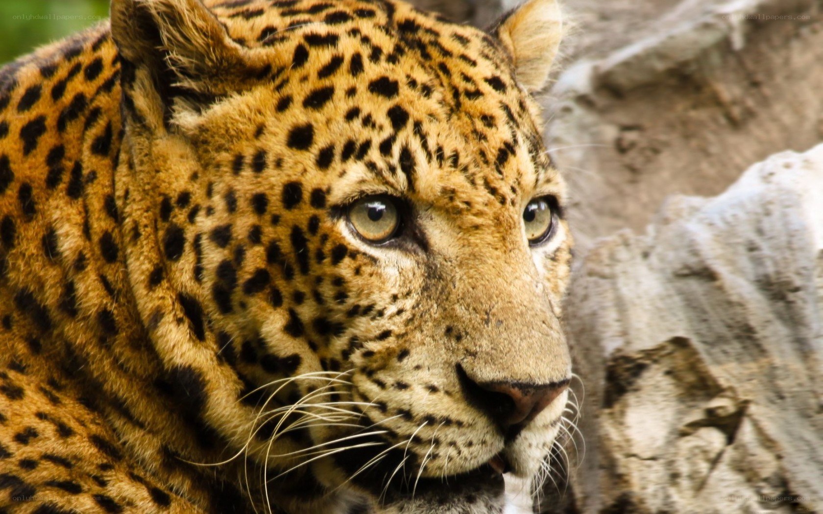 close-up of a leopard
