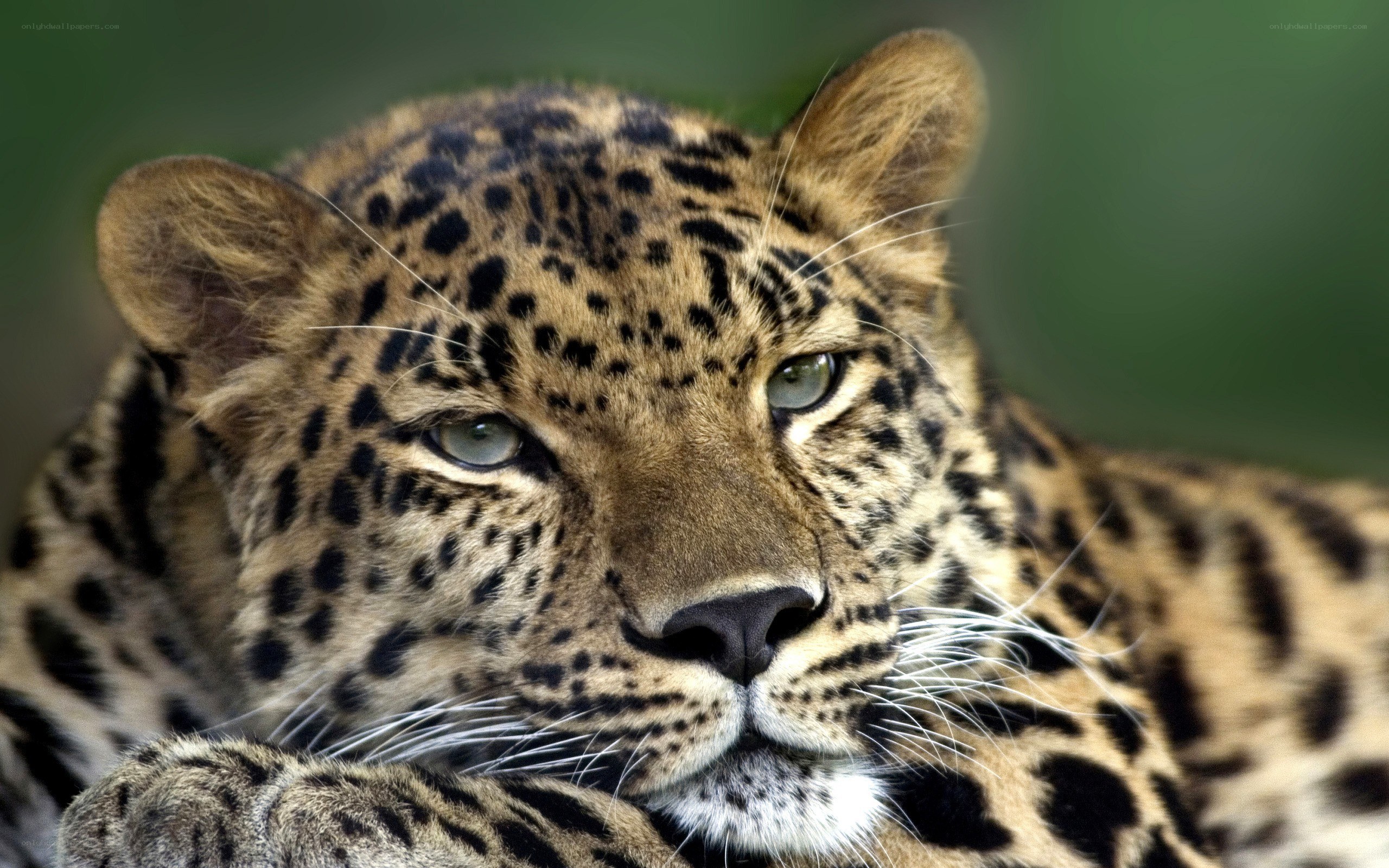 Close-up of a leopard