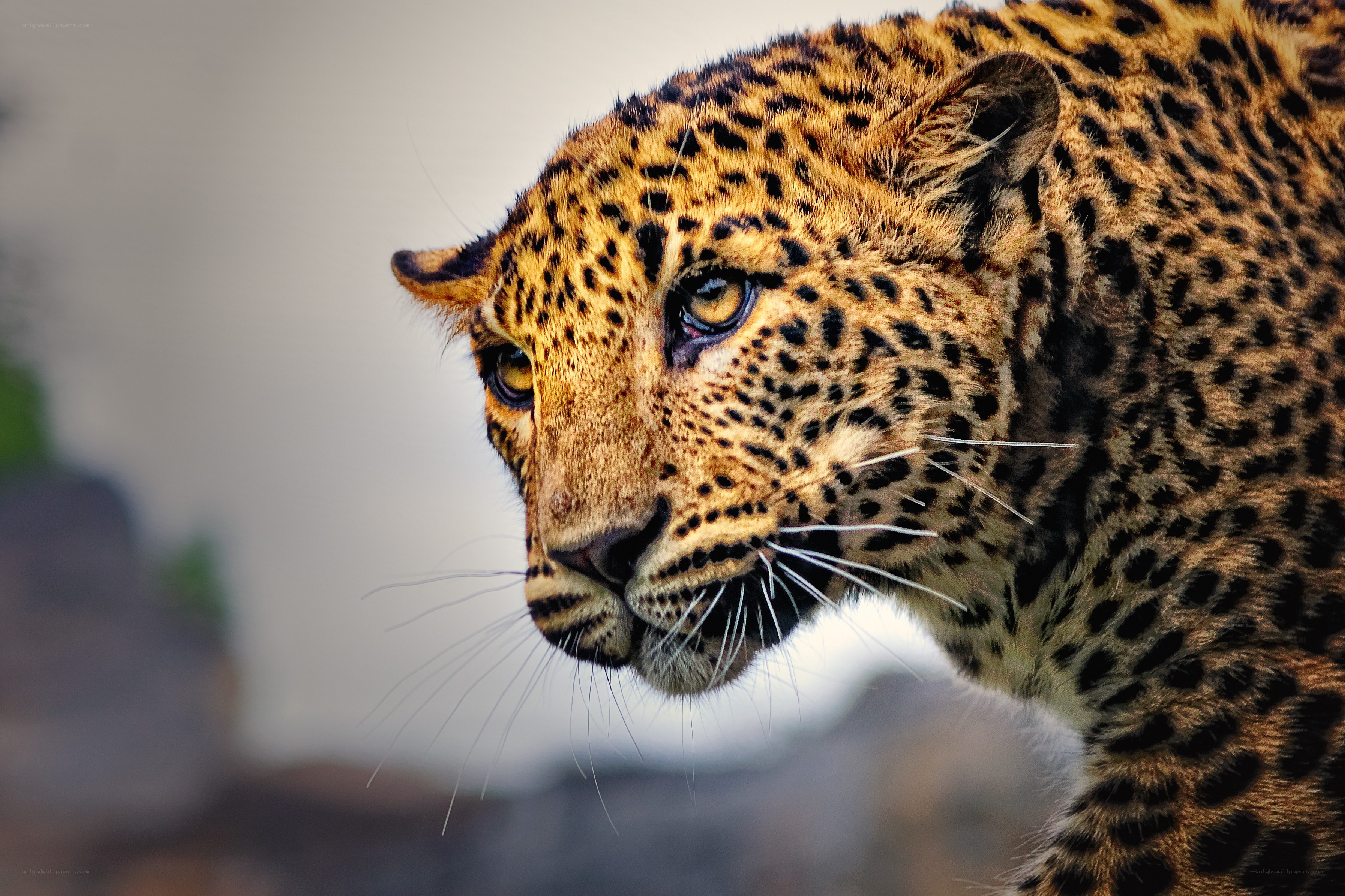 Close-up of a leopard