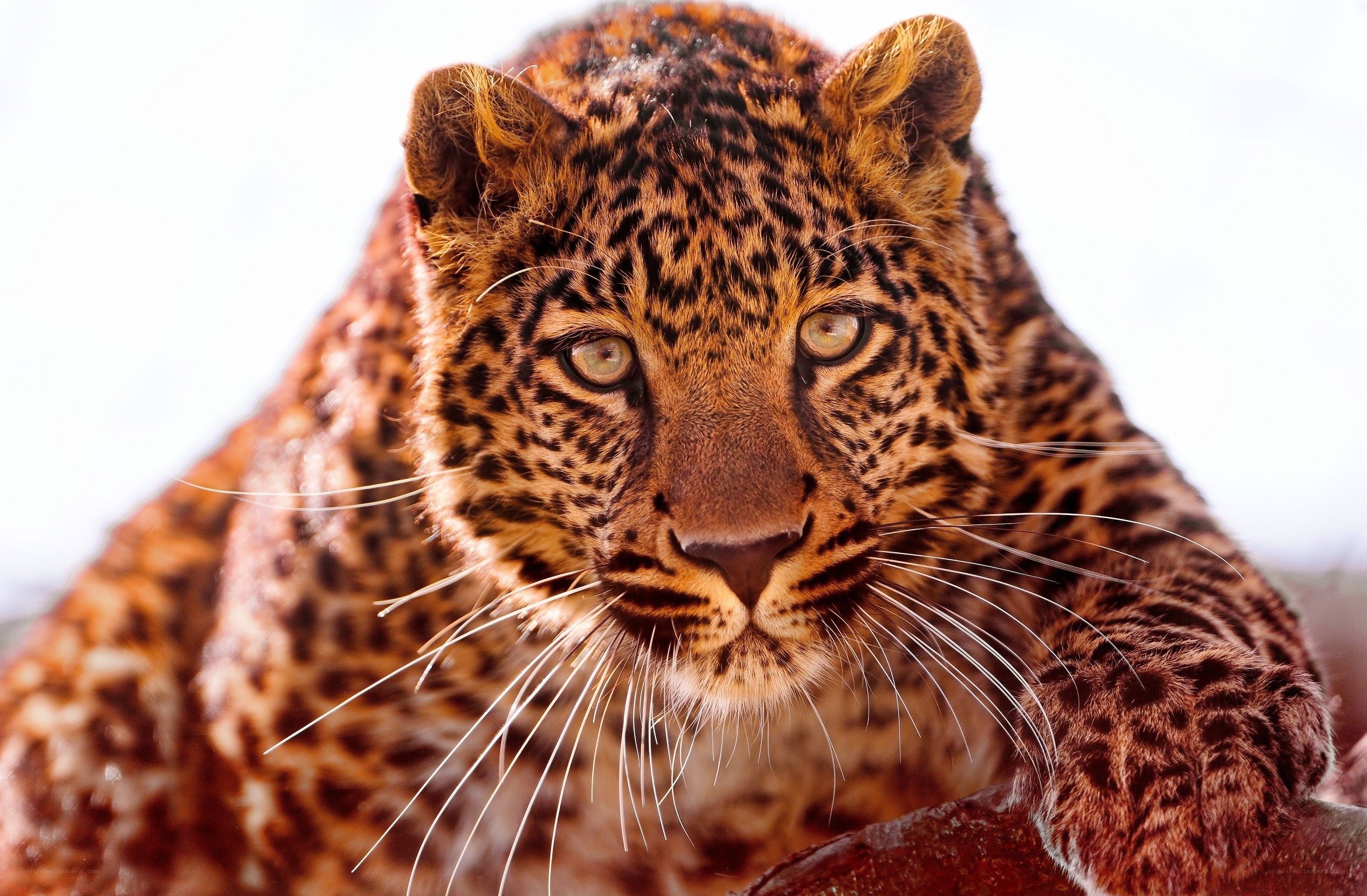Close-up of a leopard