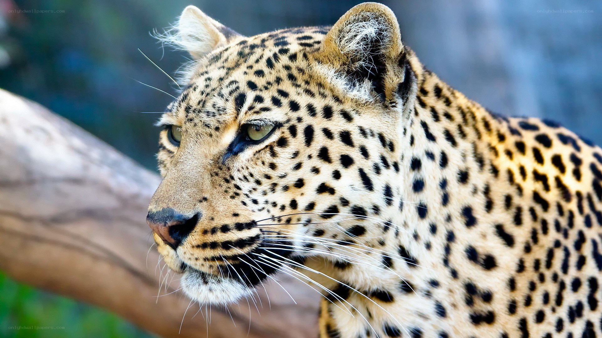 close-up of a leopard