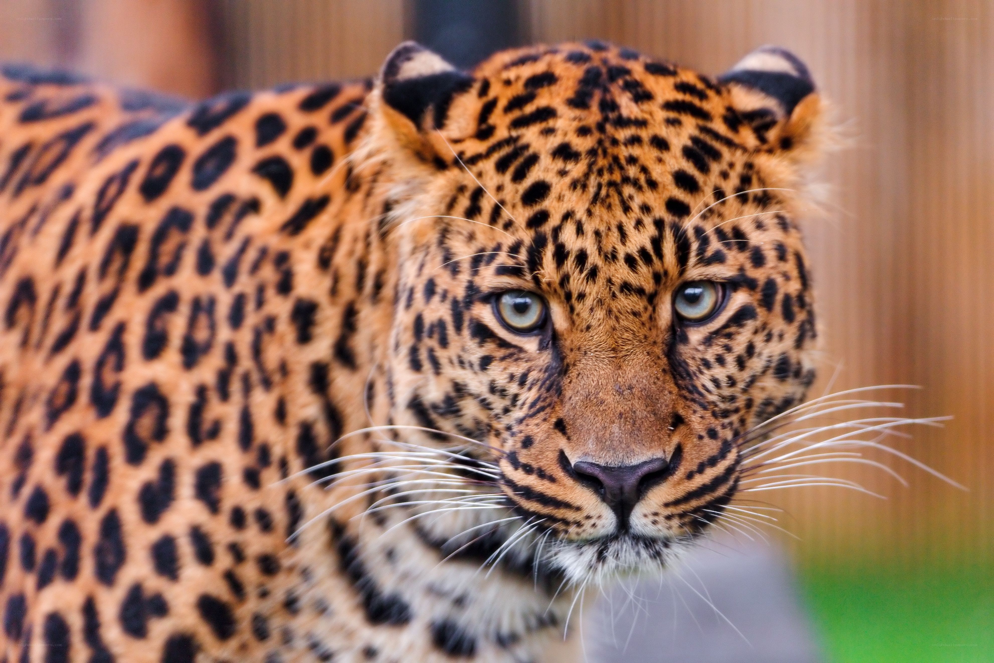 Close-up of a leopard