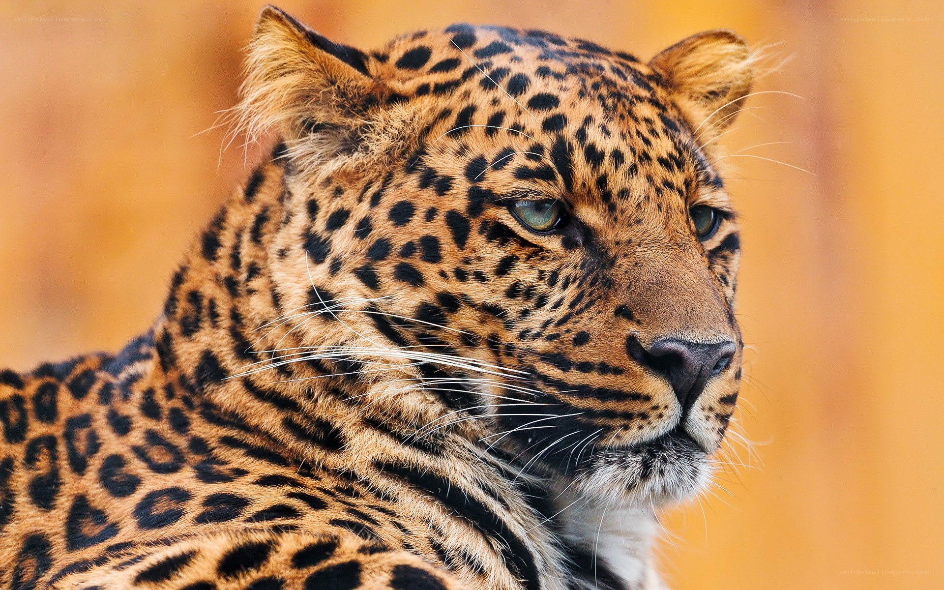 Close-up of a leopard