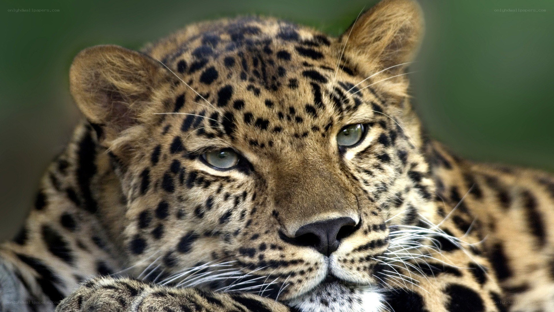 close-up of a leopard
