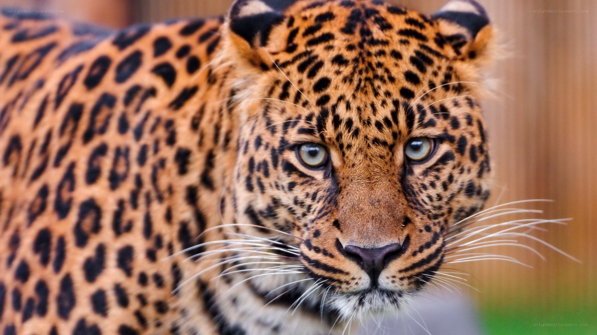 close-up of a leopard