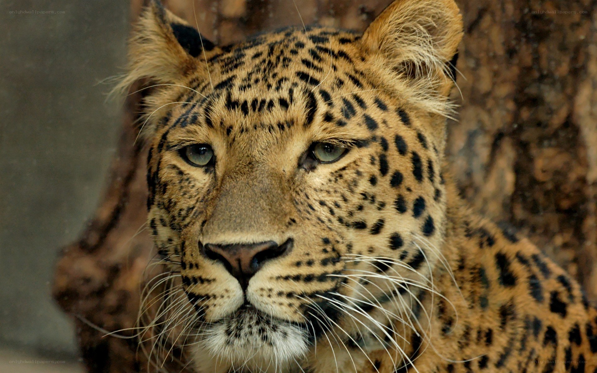 Close-up of a leopard