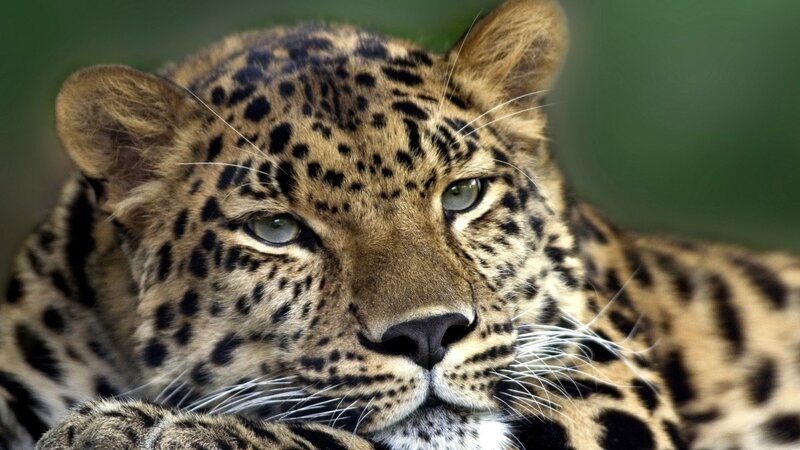 Close-up of a leopard