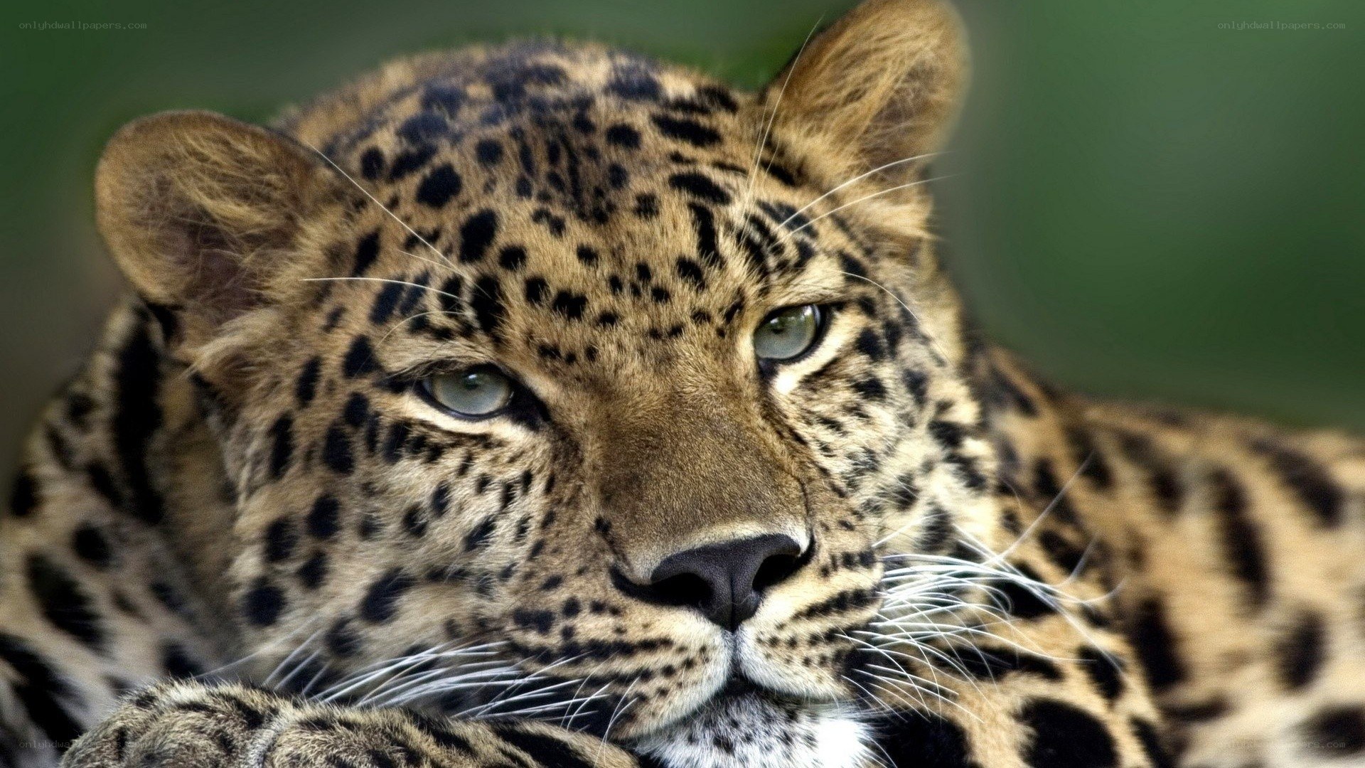 Close-up of a leopard