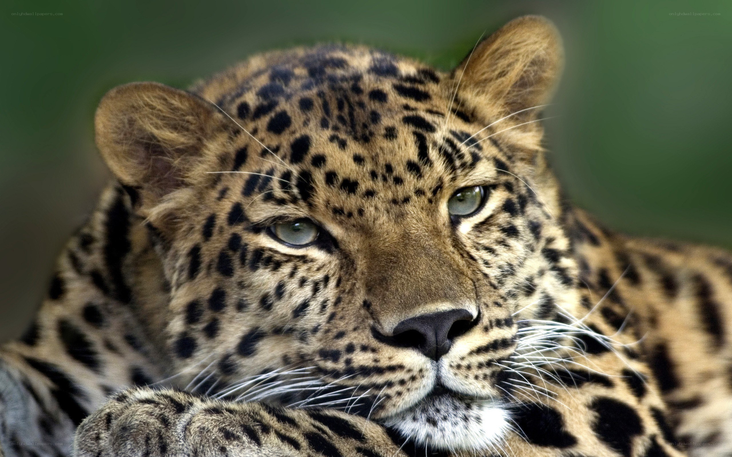 Close-up of a leopard