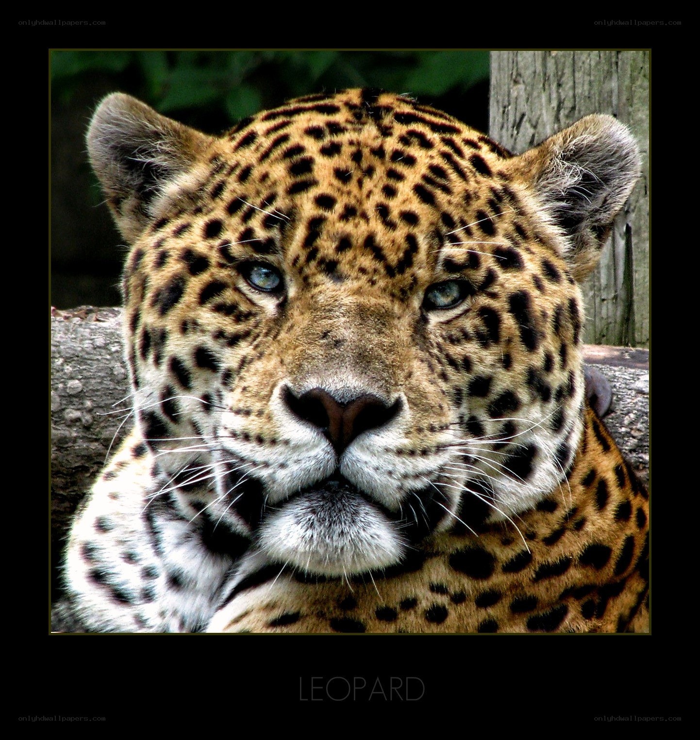 Close-up of a leopard