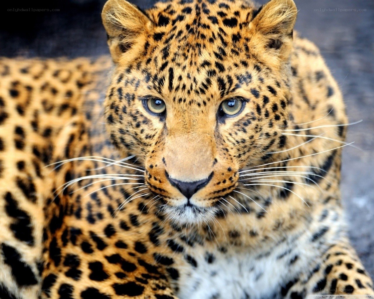 Close-up of a leopard