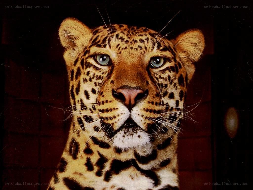 Close-up of a leopard