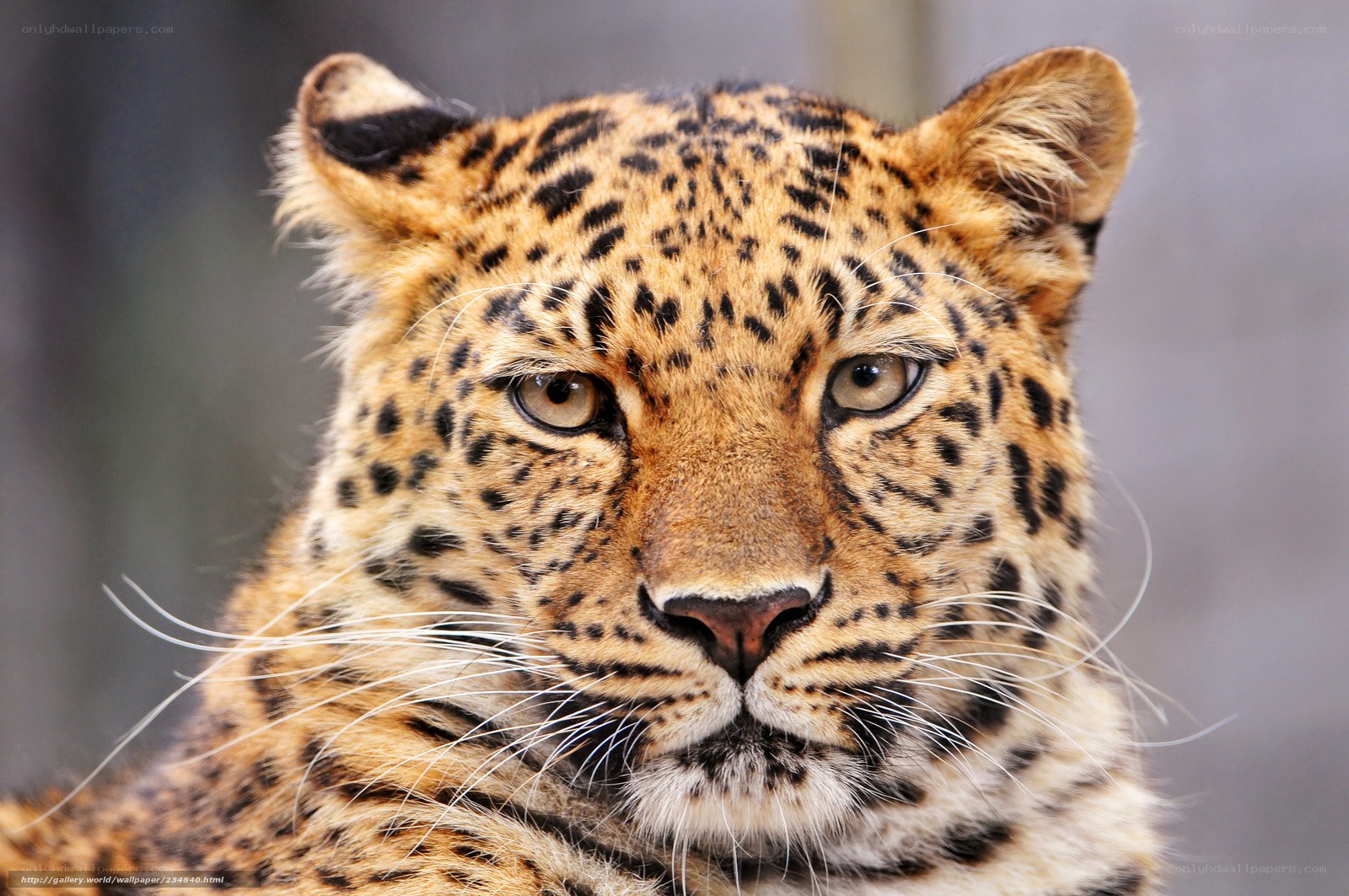 Close-up of a leopard